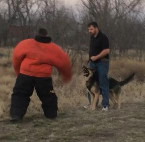 Personal Protection Training in Abilene, TX. vanBuren Shepherds. 325-660-942